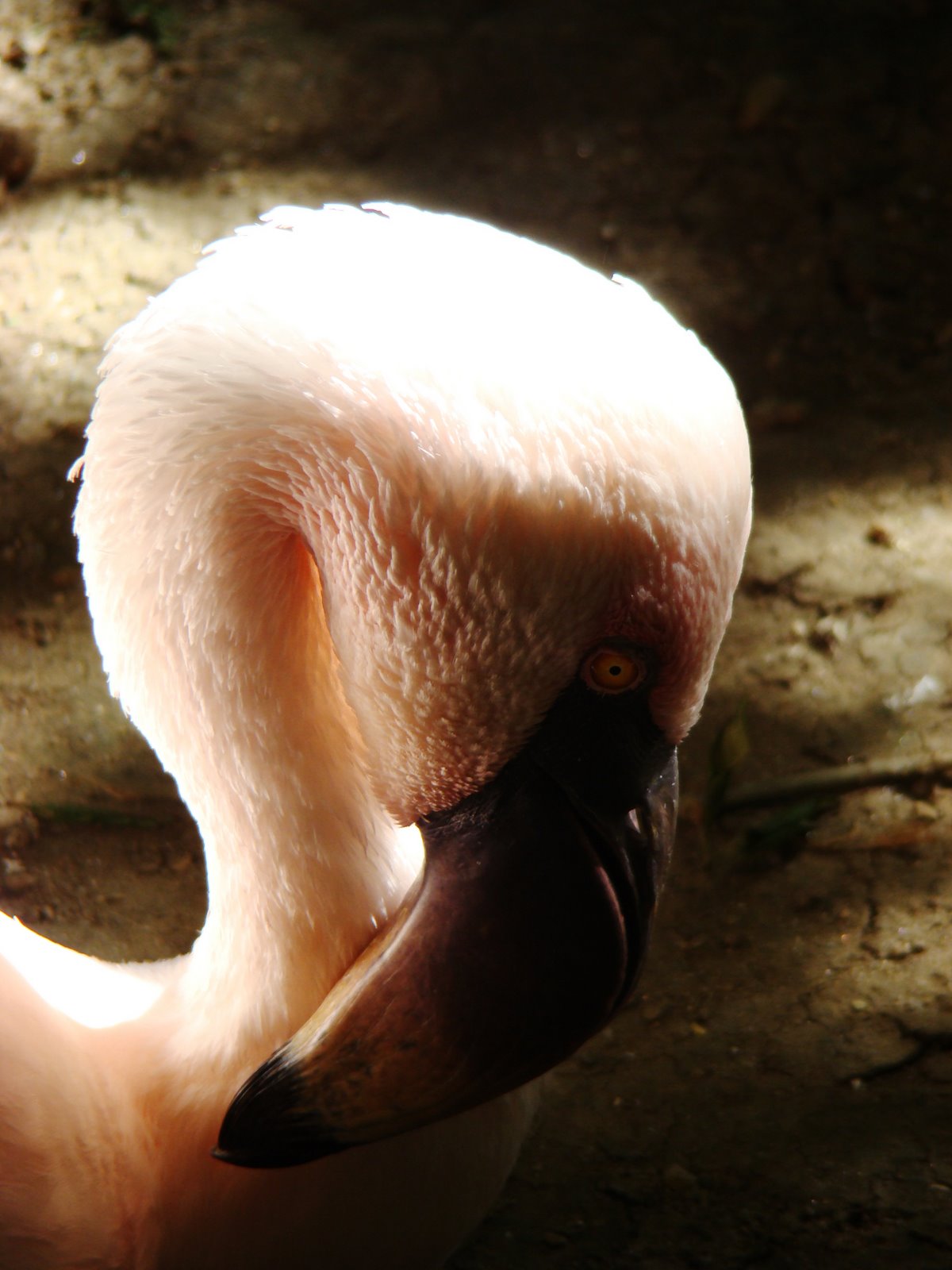 [Flamingo.JPG]