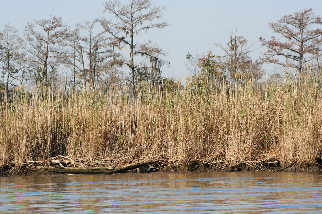 big bayou canot