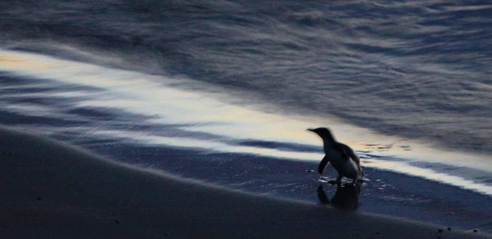 Image Result For Penguins Image Result For Penguins