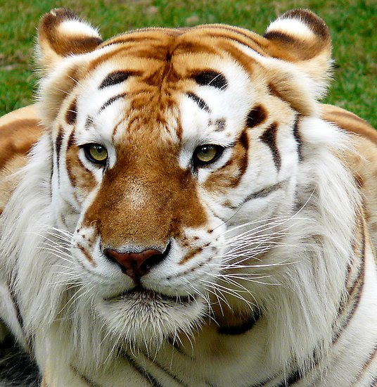 Best Tiger List The Many Colors of Bengals TECHNOLOGY&TECH.