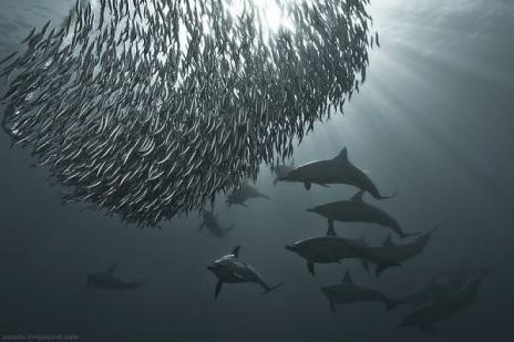 steering the sardines