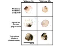 [hard-clam-bay-scallop-eastern-oyster-acid-ocean-experiment-bg.jpg]