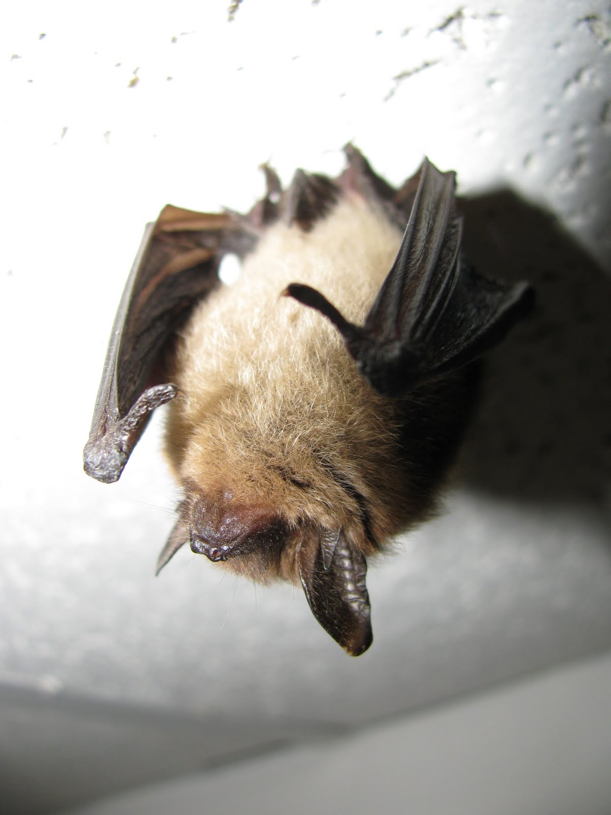 Terra Forming Terra Do Bats REALLY Eat Mosquitoes?