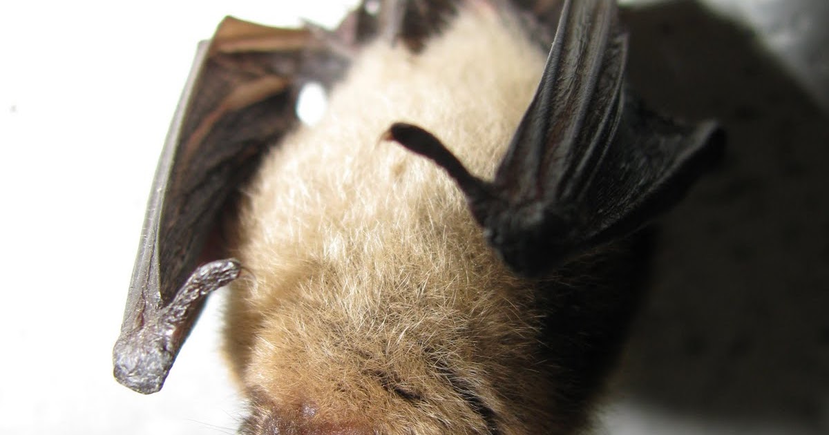 Terra Forming Terra Do Bats REALLY Eat Mosquitoes?