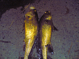 Ikan terusan