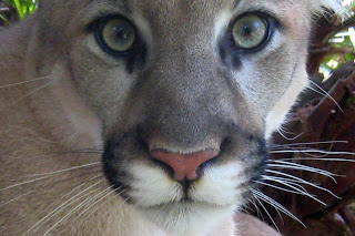 Will South Dakota&#8217;s management plan wipe out the mountain lion? Aries face 8 5 07