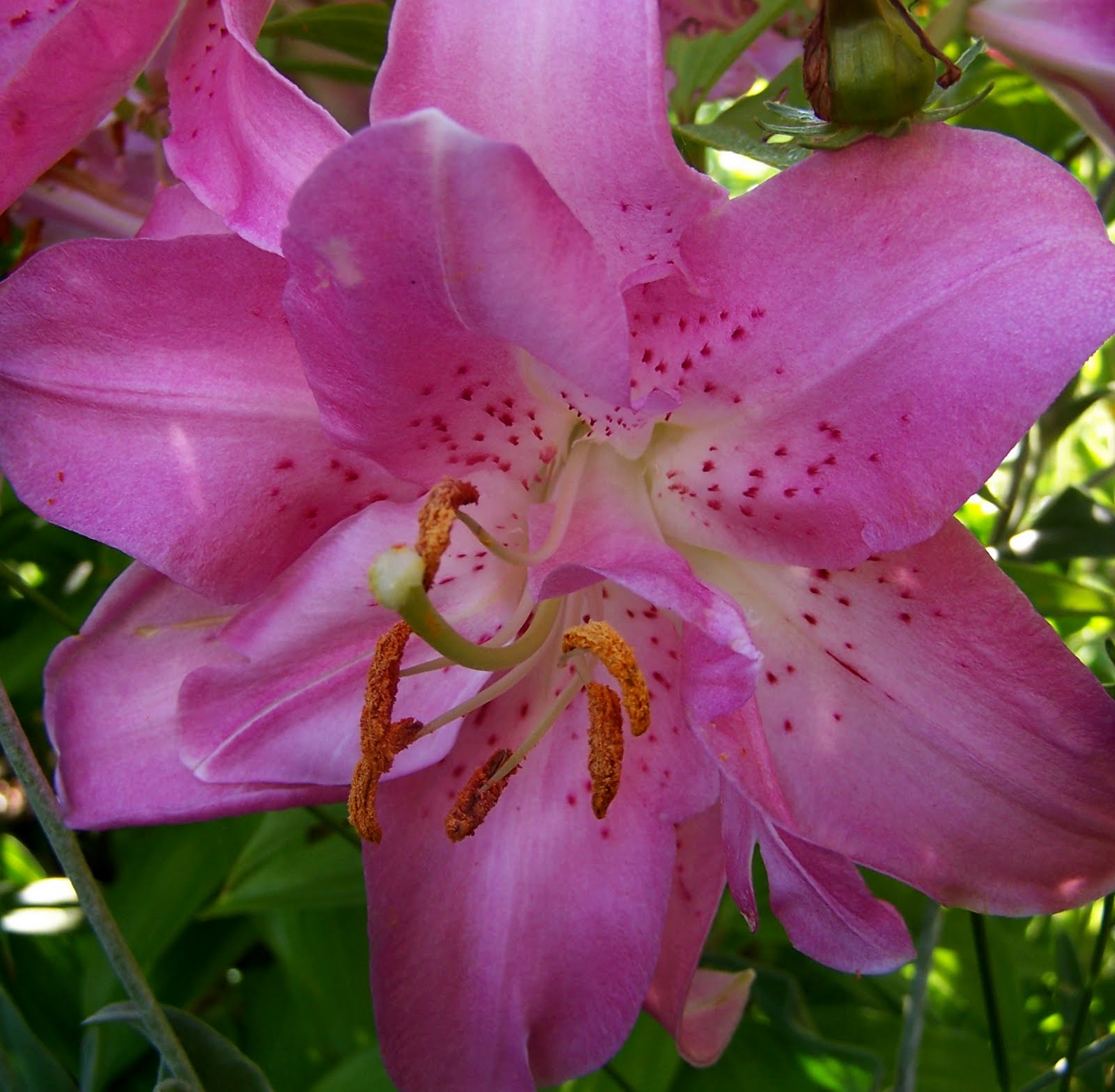 Three Dogs in a Garden Midsummer Lilies