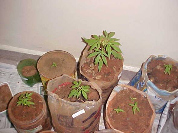 [_drogas_clip_image004.jpg]