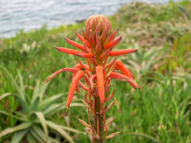 [MADEIRA+RECLASSIFICADA+(13).jpg]