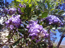 Laurels in bloom