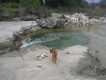 Trixie checks out the sinkhole