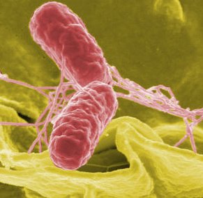 [Salmonella.jpg]