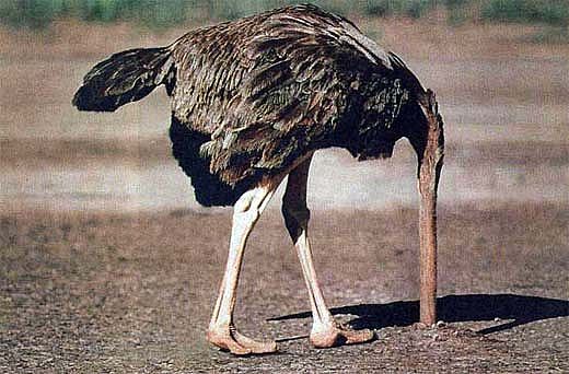 [Ostrich.jpg]