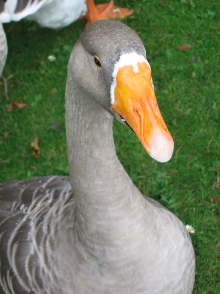 [Goose.JPG]