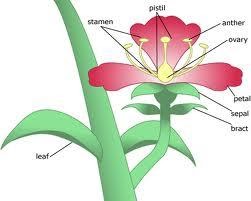 Science and Maths: parts of a plant diagram