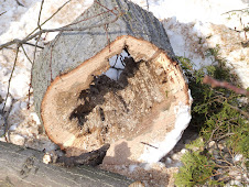 Tree completely gutted by rot