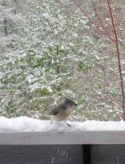 tufted titmouse