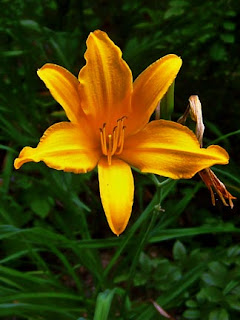 daylily blossom