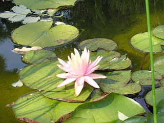 water lily