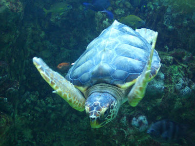 tortoise"