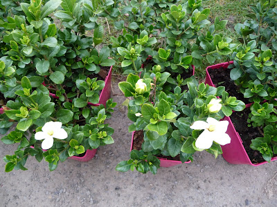 Plant Preview Evergreen Crown Jewel R Gardenia Drenches The