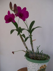 orquidea