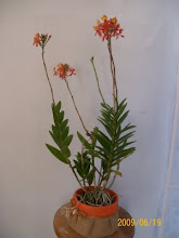 ORQUIDEA