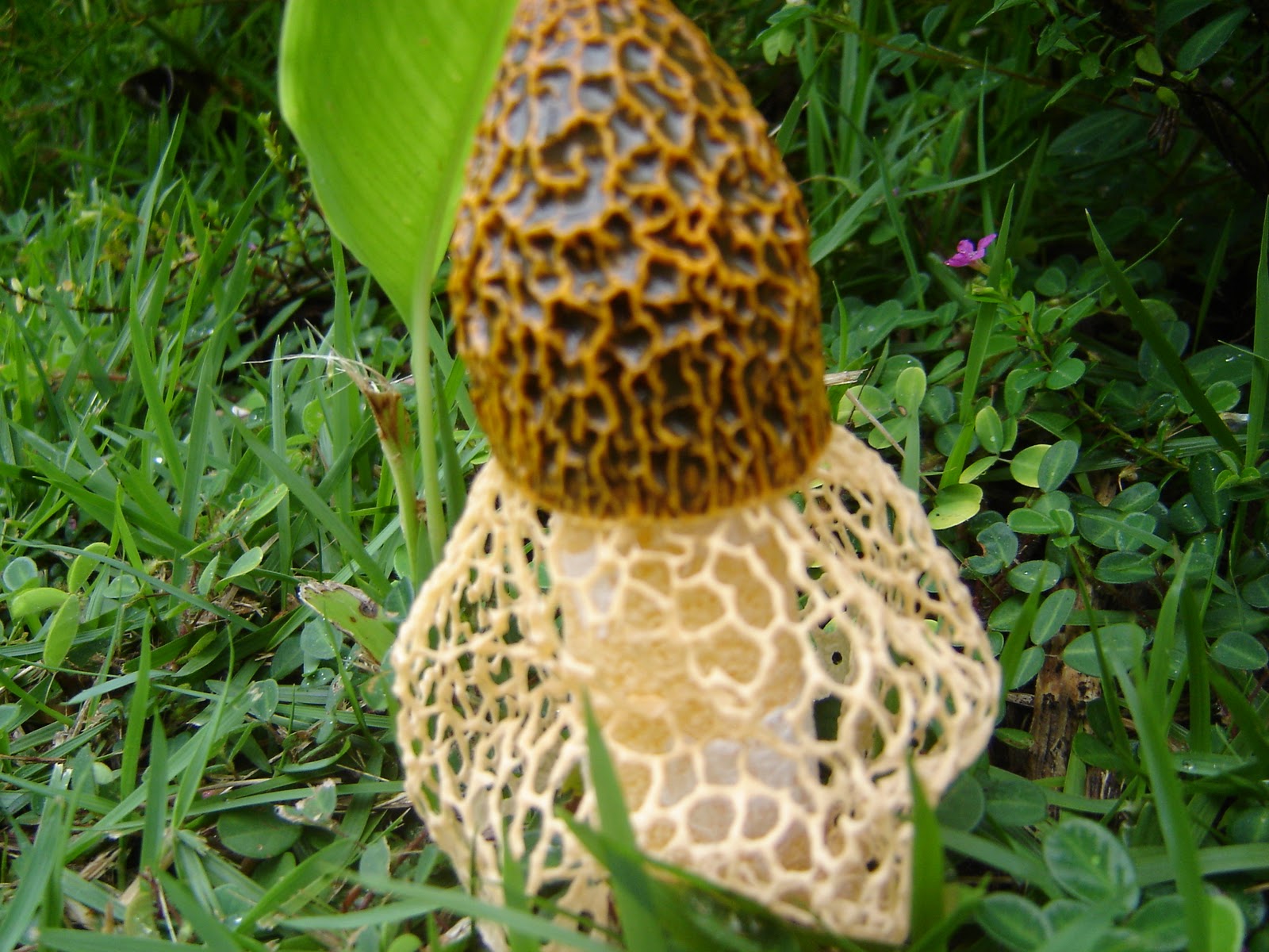 Honey From Rock Hawaiian Mushroom Reprise