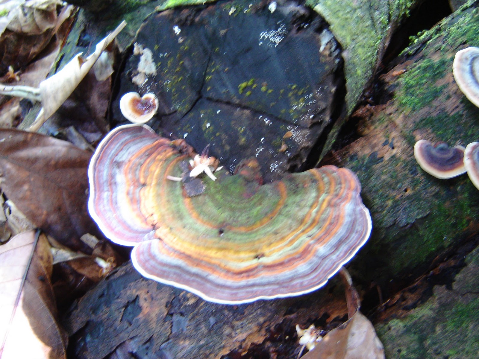 mushroom hawaiian mushrooms turkey tail polypore reprise grow