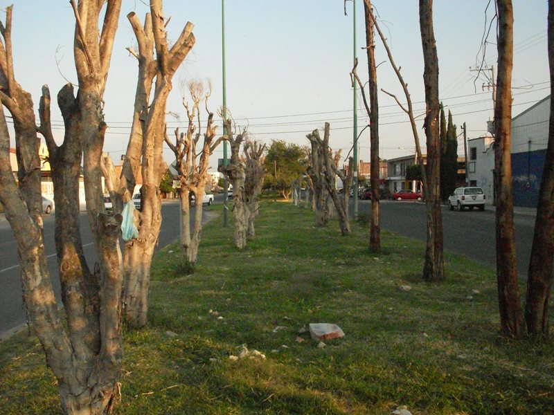 [arboles-0809-Rumpel-com-0028.JPG]