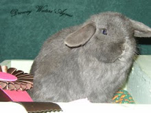 BOB Holland Lop