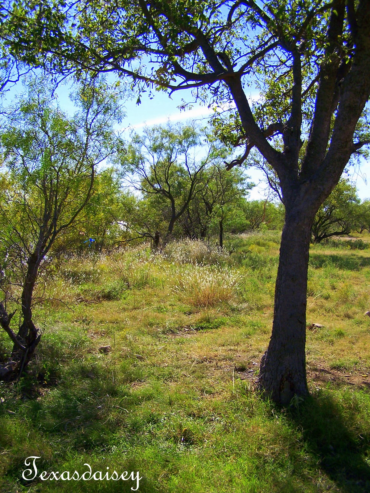 Texasdaisey Creations Secrets of Miller Creek Reservoir
