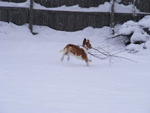 Trigger playing in the snow!
