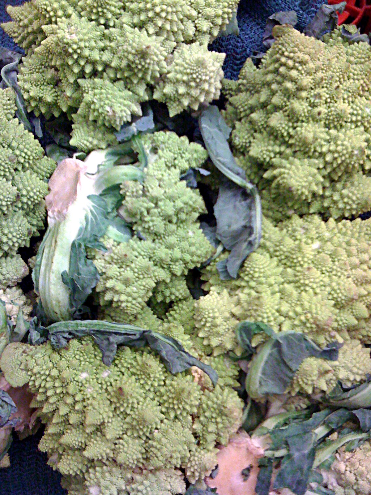 [FractalVeggies.jpg]