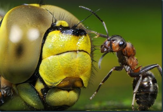[Formica+polyctena.jpg]