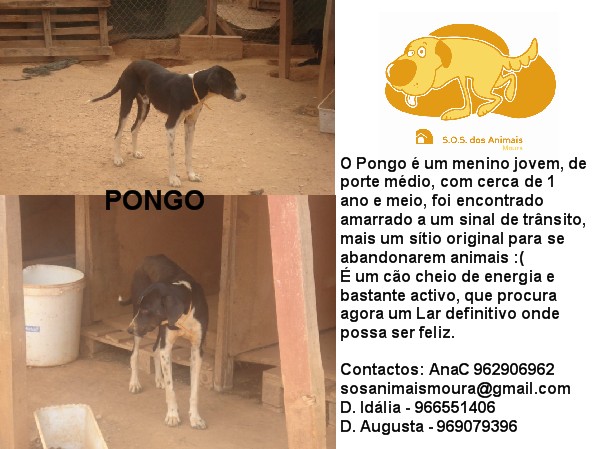 [pongo3.jpg]