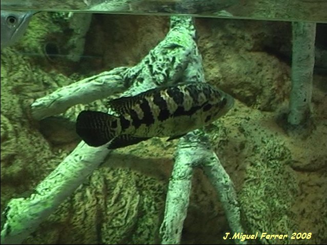 Parachromis Managuensis