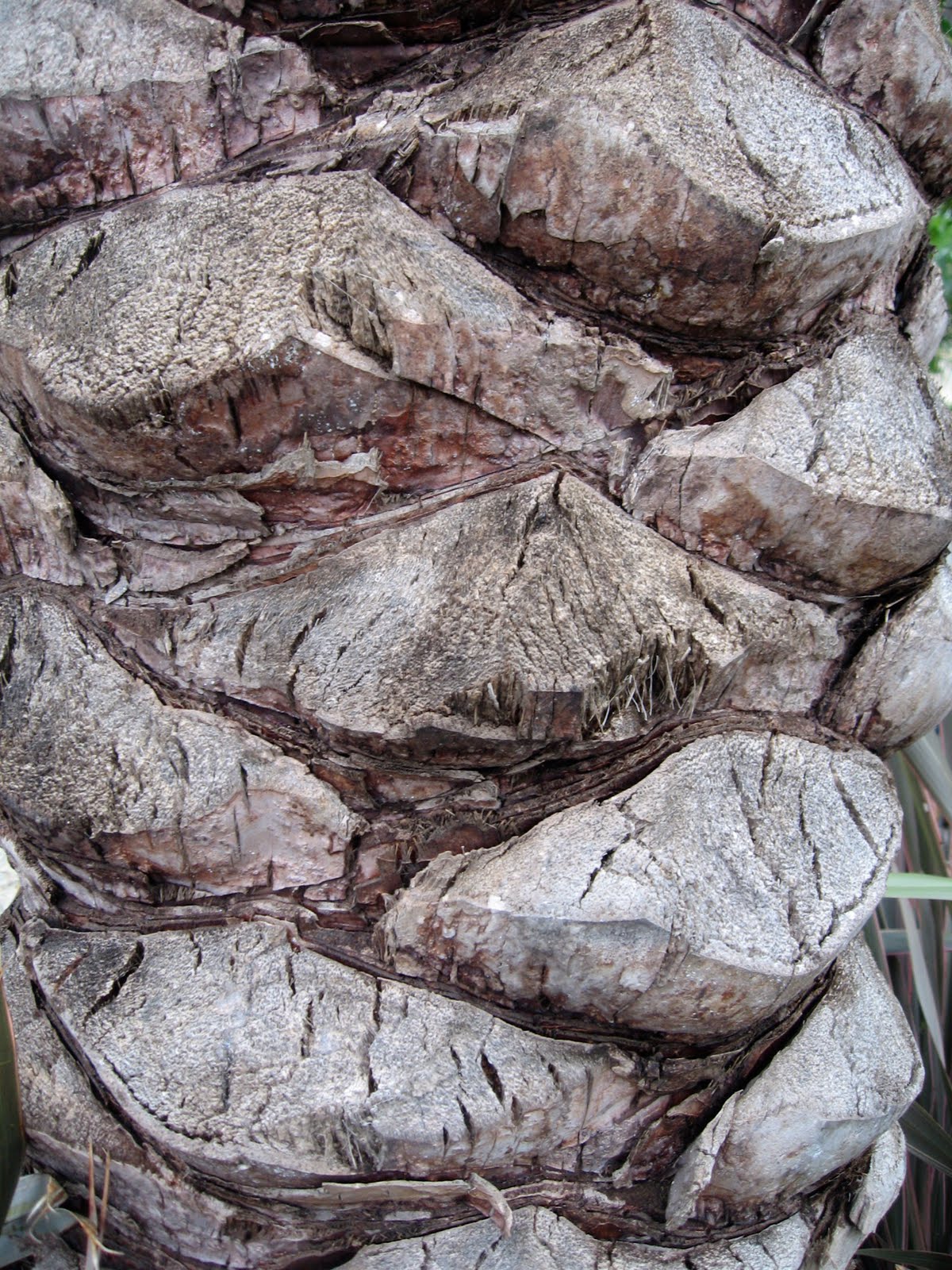 My California Garden in Zone 23 Bark of the Palm Trees in Near My House