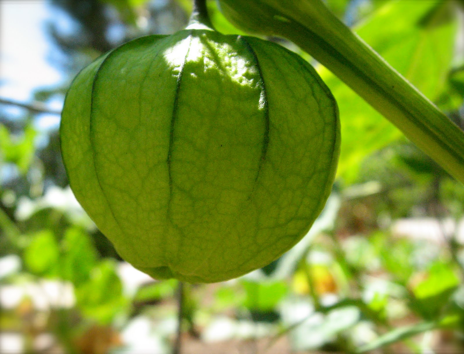 My California Garden in Zone 23 Tomatillo in the House