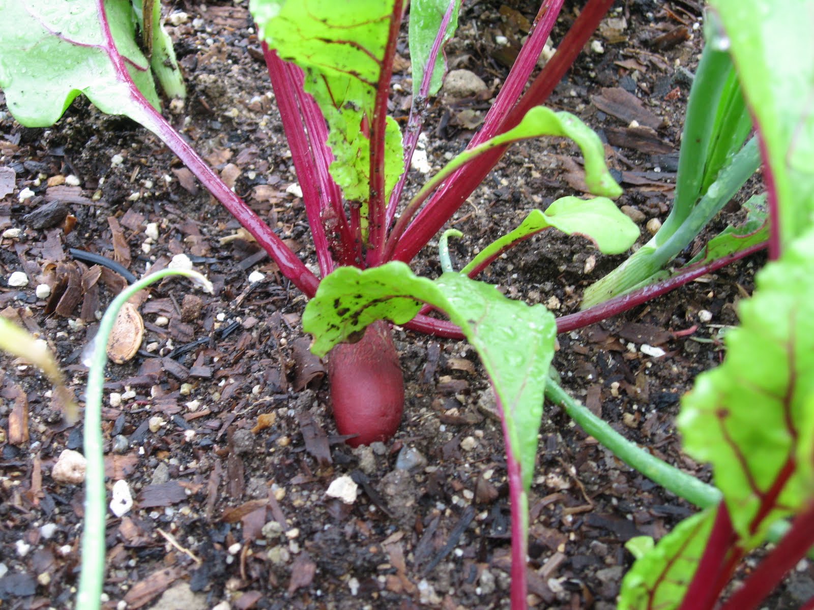 My California Garden in Zone 23 Onions and Beets