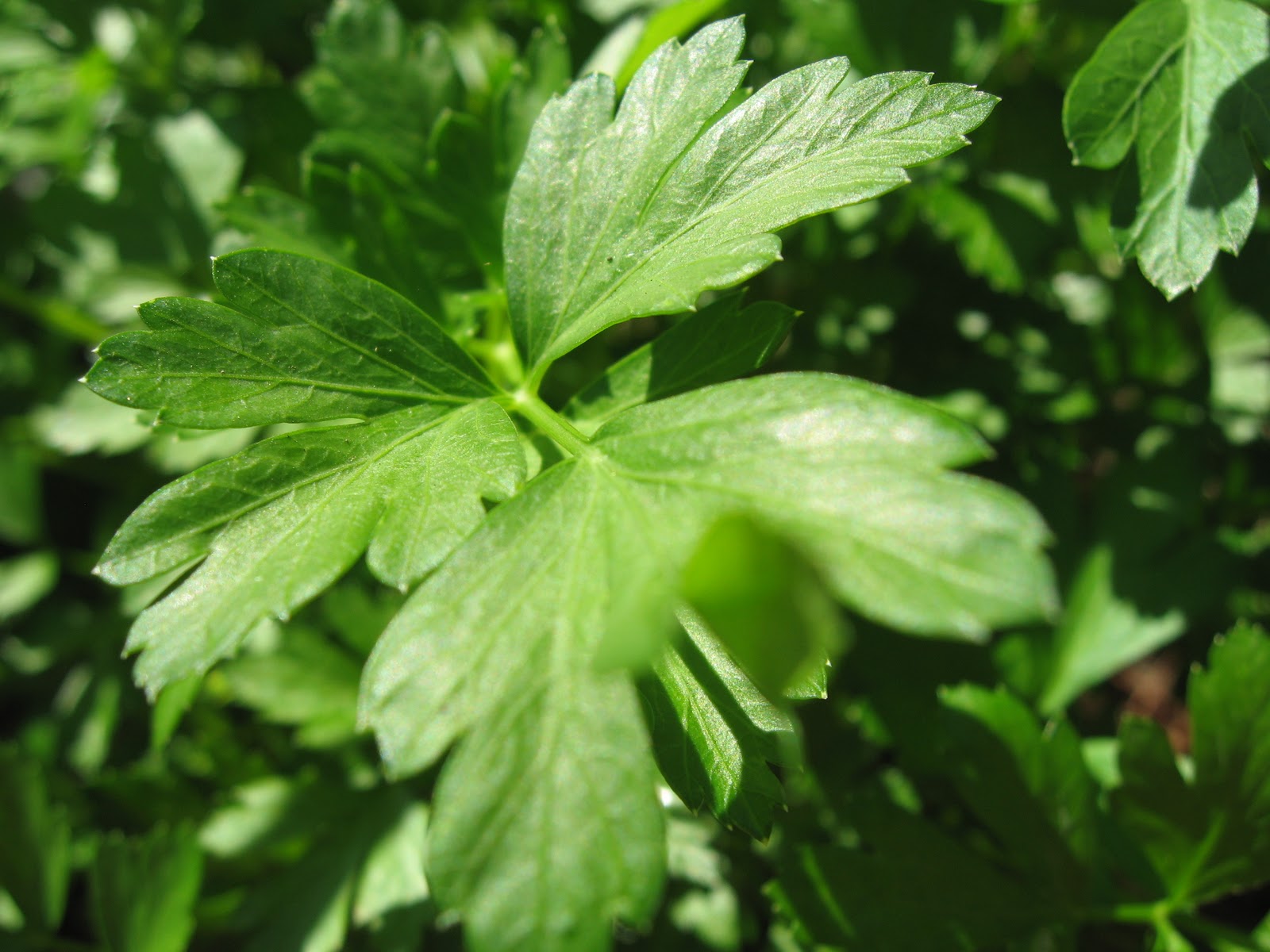 My California Garden in Zone 23 Herbs Oregano and Parsley