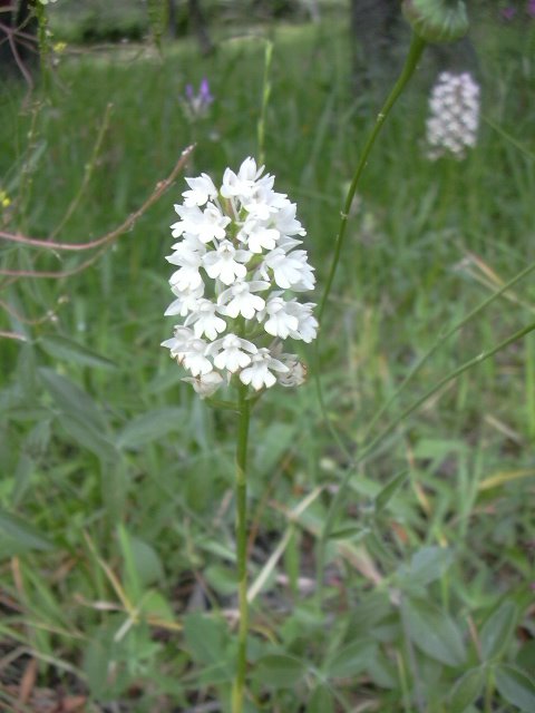 [White+Anacamptis+pyramidalis.JPG]