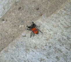 [unknown+spider.JPG]