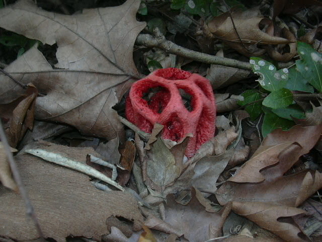 [Red+Cage+Fungus.JPG]
