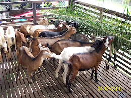 INDUK KAMBING KAMPUNG