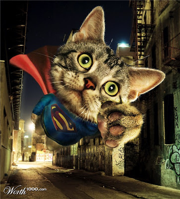 super_cat.jpg