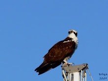 OSPREY