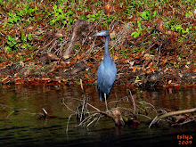 LITTLE BLUE HERON