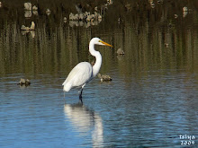 GREAT EGRET