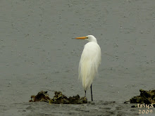 GREAT EGRET